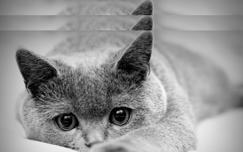 小坣哥的个人主页（封面预览） - 主页封面设置 - 站酷设计师小坣哥原创素材 - 站酷ZCOOL