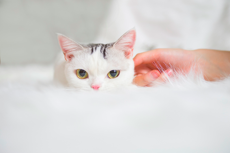 shenzy的个人主页（封面预览） - 主页封面设置 - 站酷设计师shenzy原创素材 - 站酷ZCOOL