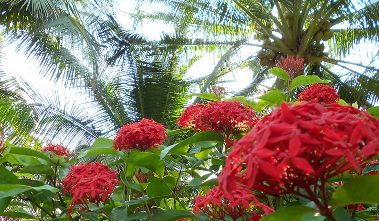 薔薇七七的個(gè)人主頁(yè)（封面預(yù)覽） - 主頁(yè)封面設(shè)置 - 站酷設(shè)計(jì)師薔薇七七原創(chuàng)素材 - 站酷ZCOOL