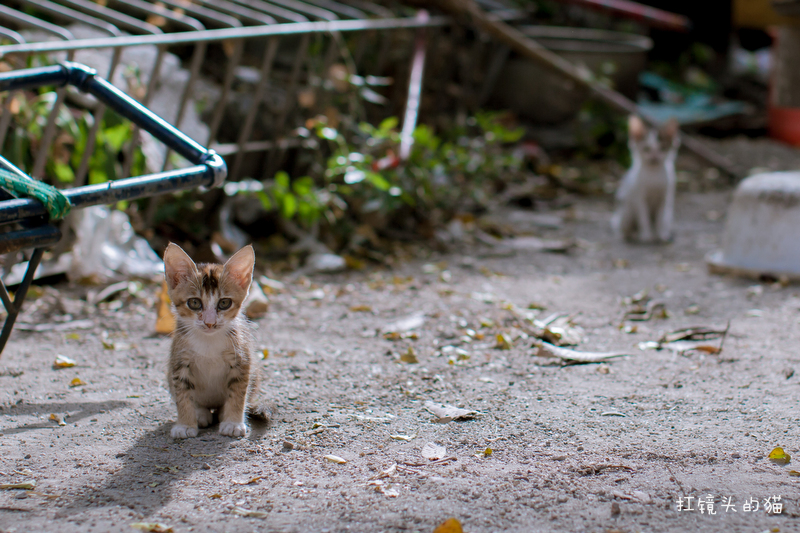 扛镜头的猫的个人主页（封面预览） - 主页封面设置 - 站酷设计师扛镜头的猫原创素材 - 站酷ZCOOL