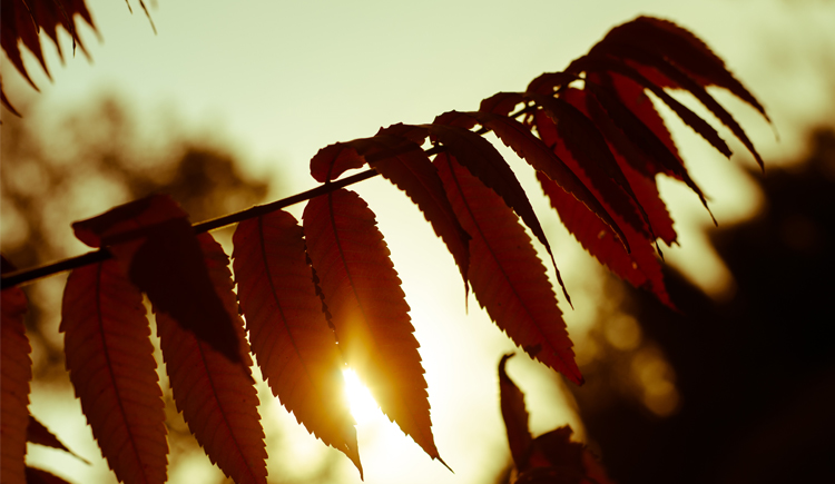 小楠_的個(gè)人主頁（封面預(yù)覽） - 主頁封面設(shè)置 - 站酷設(shè)計(jì)師小楠_原創(chuàng)素材 - 站酷ZCOOL