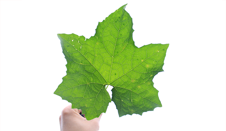 3cm猫的个人主页（封面预览） - 主页封面设置 - 站酷设计师3cm猫原创素材 - 站酷ZCOOL