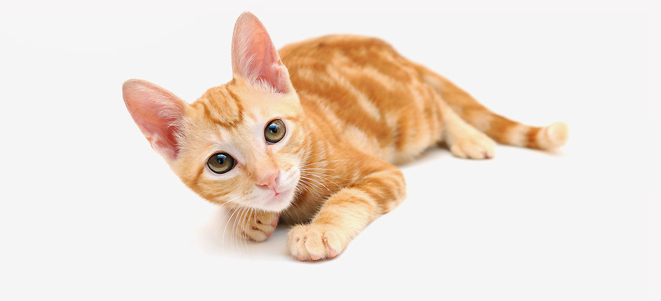 醉游记的个人主页（封面预览） - 主页封面设置 - 站酷设计师醉游记原创素材 - 站酷ZCOOL