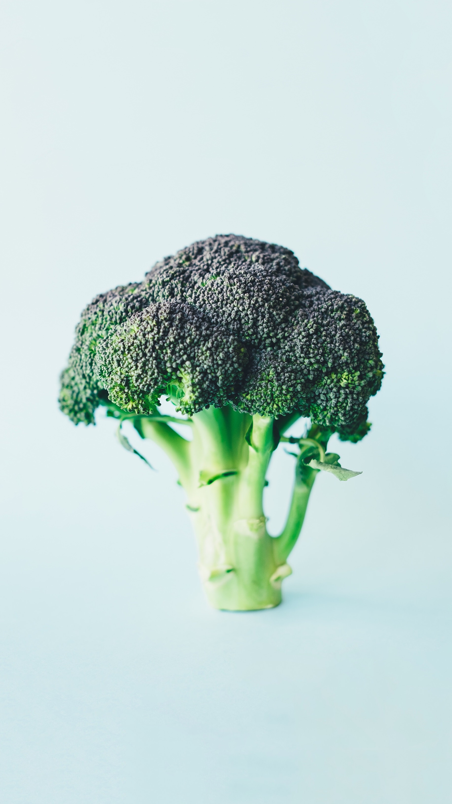 西葫蘆上的小草的個人主頁（封面預覽） - 主頁封面設置 - 站酷設計師西葫蘆上的小草原創(chuàng)素材 - 站酷ZCOOL