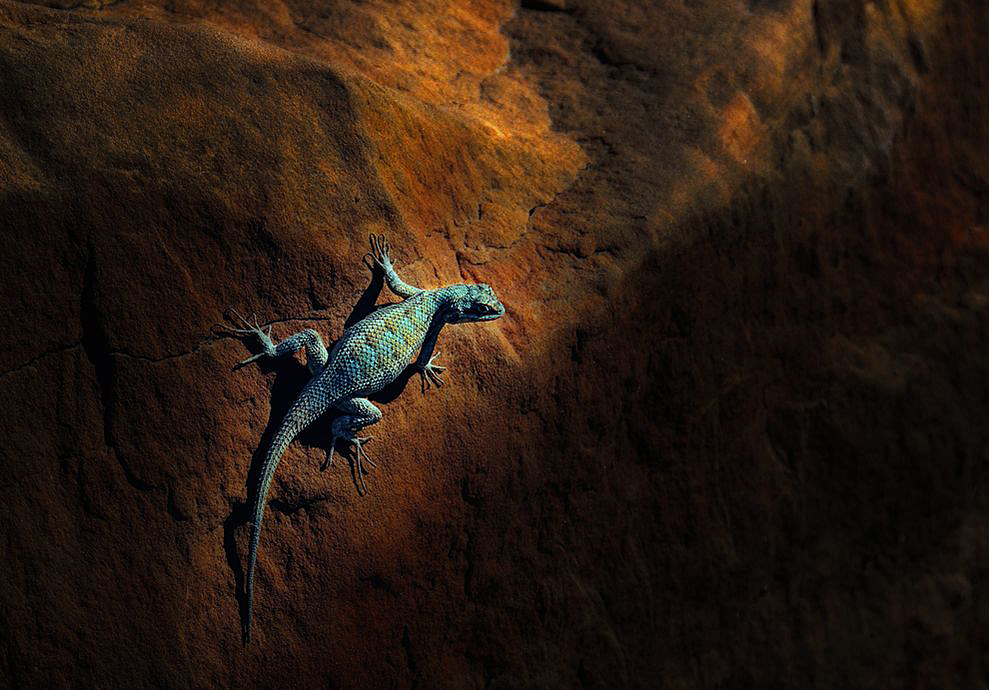 pite_li的個人主頁（封面預(yù)覽） - 主頁封面設(shè)置 - 站酷設(shè)計師pite_li原創(chuàng)素材 - 站酷ZCOOL