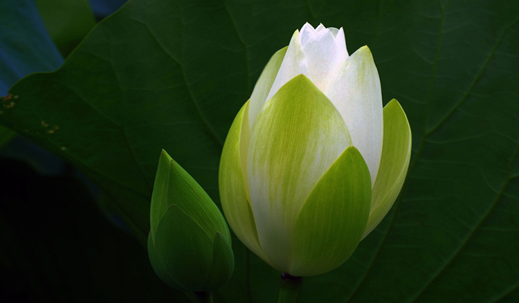 段小进的个人主页（封面预览） - 主页封面设置 - 站酷设计师段小进原创素材 - 站酷ZCOOL