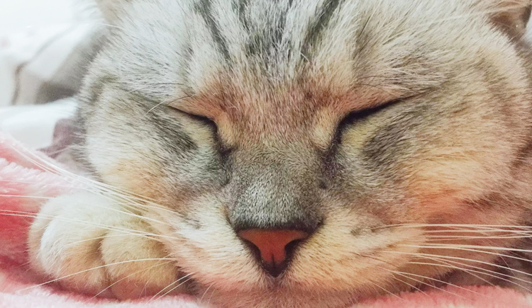 王木木Lynn的个人主页（封面预览） - 主页封面设置 - 站酷设计师王木木Lynn原创素材 - 站酷ZCOOL