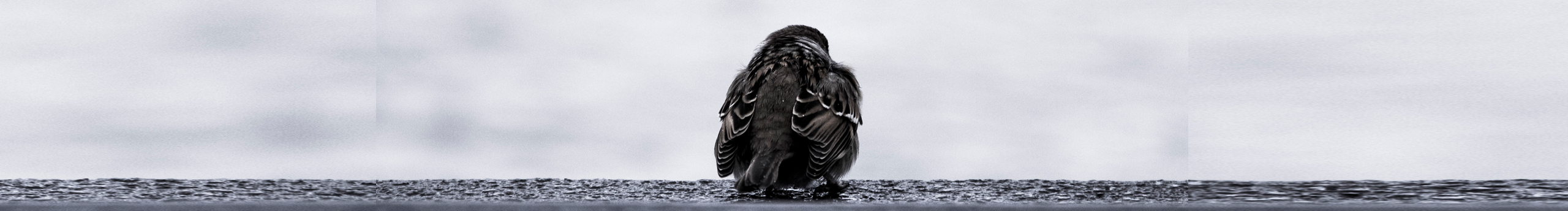 caoshuaibiao的個(gè)人主頁（封面預(yù)覽） - 主頁封面設(shè)置 - 站酷設(shè)計(jì)師caoshuaibiao原創(chuàng)素材 - 站酷ZCOOL