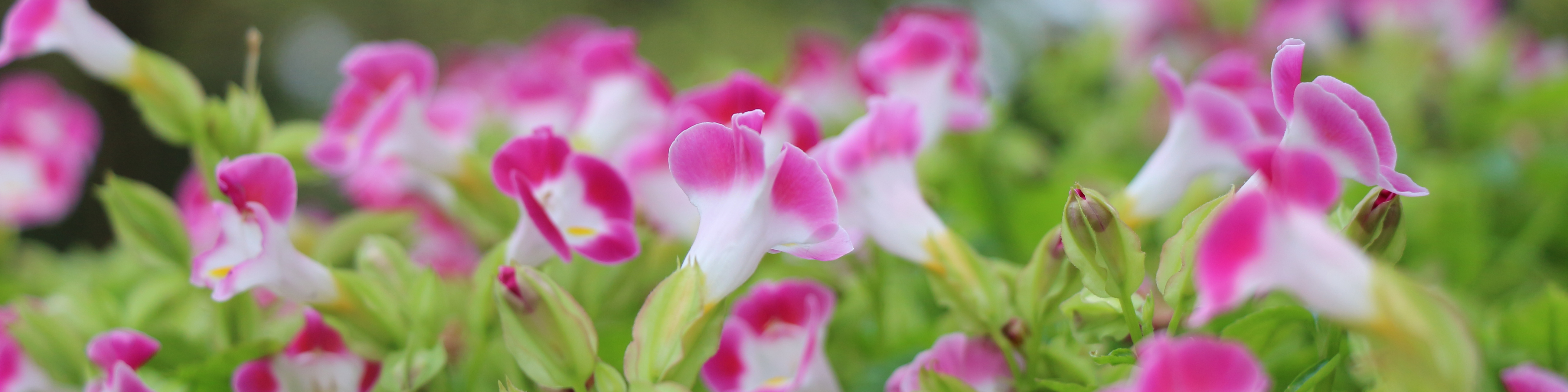 七分糖的橙子的個(gè)人主頁(yè)（封面預(yù)覽） - 主頁(yè)封面設(shè)置 - 站酷設(shè)計(jì)師七分糖的橙子原創(chuàng)素材 - 站酷ZCOOL