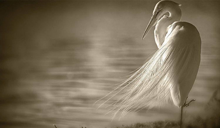 Y桑田Y的個人主頁（封面預(yù)覽） - 主頁封面設(shè)置 - 站酷設(shè)計師Y桑田Y原創(chuàng)素材 - 站酷ZCOOL