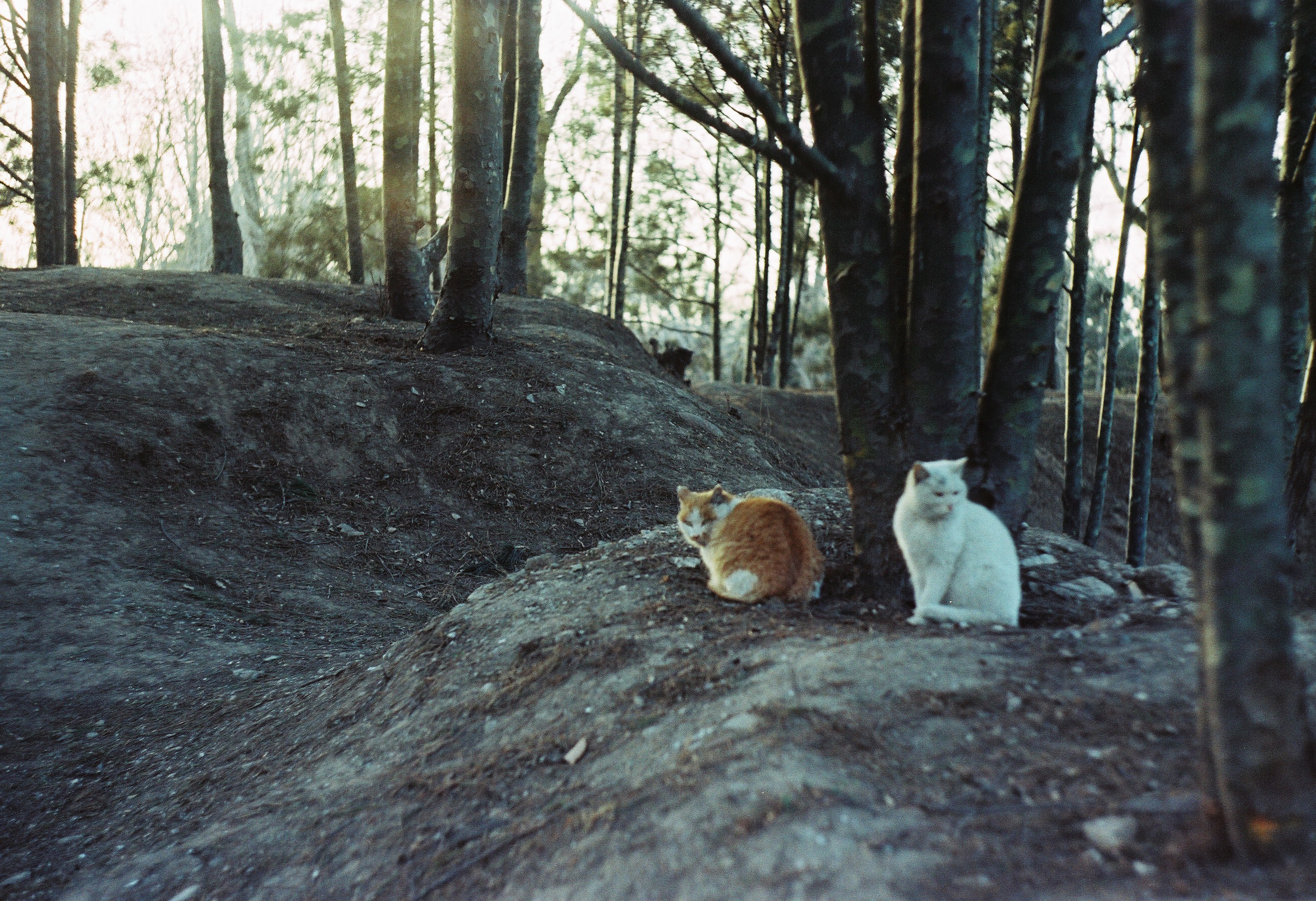 Ms摄影艺术的个人主页（封面预览） - 主页封面设置 - 站酷设计师Ms摄影艺术原创素材 - 站酷ZCOOL
