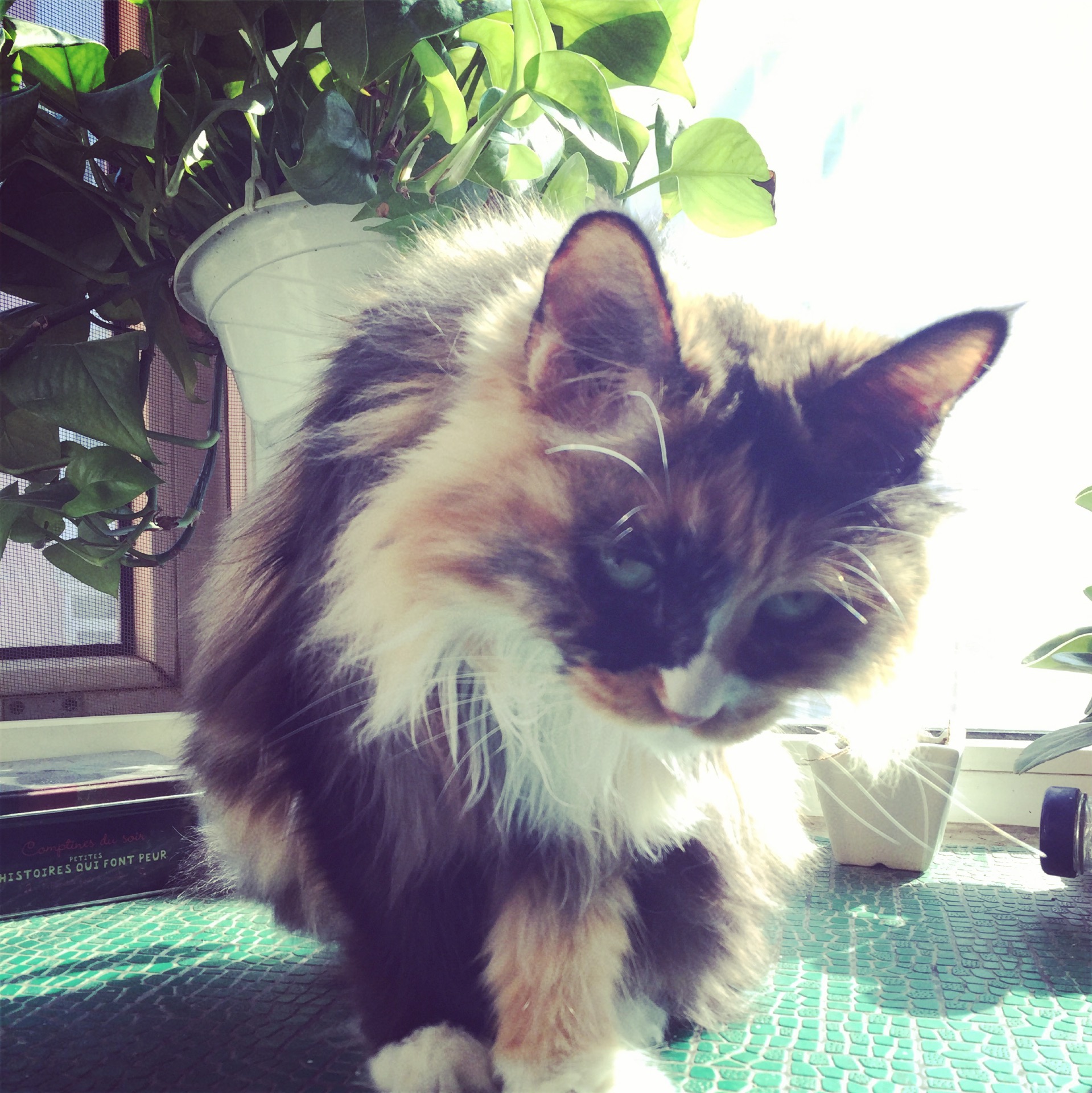 张小药的个人主页（封面预览） - 主页封面设置 - 站酷设计师张小药原创素材 - 站酷ZCOOL