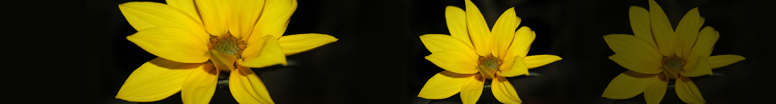 journey19940的个人主页（封面预览） - 主页封面设置 - 站酷设计师journey19940原创素材 - 站酷ZCOOL