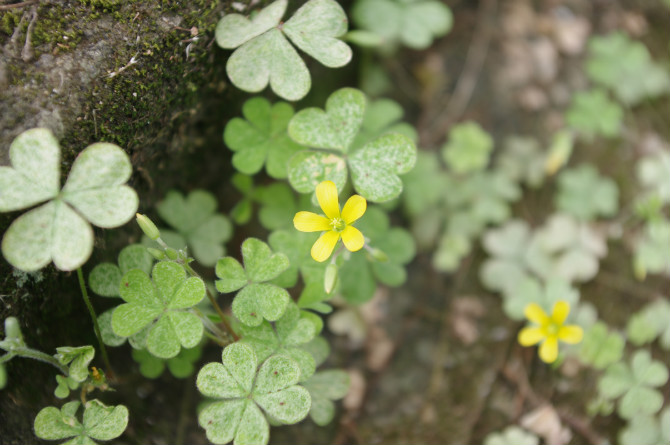 大黄鸭先生的个人主页（封面预览） - 主页封面设置 - 站酷设计师大黄鸭先生原创素材 - 站酷ZCOOL