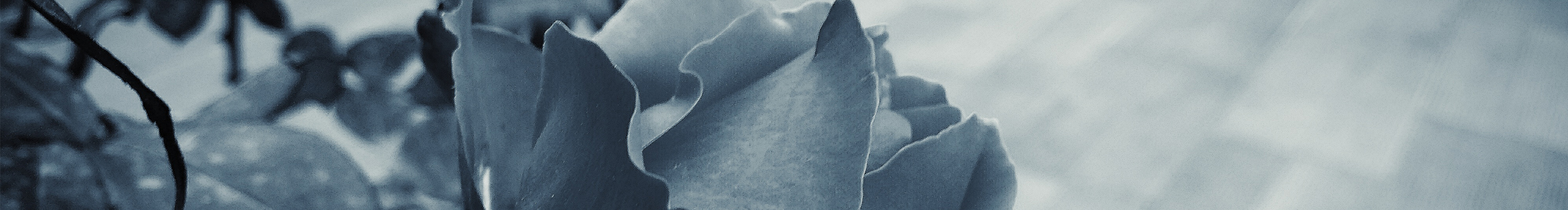 木子铃铛的个人主页（封面预览） - 主页封面设置 - 站酷设计师木子铃铛原创素材 - 站酷ZCOOL