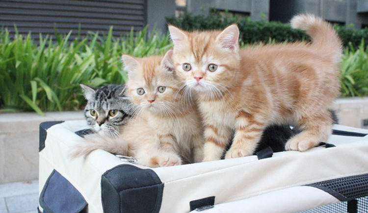 Maggie_婷的個(gè)人主頁（封面預(yù)覽） - 主頁封面設(shè)置 - 站酷設(shè)計(jì)師Maggie_婷原創(chuàng)素材 - 站酷ZCOOL