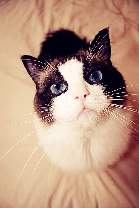 Joy_Cheung的个人主页（封面预览） - 主页封面设置 - 站酷设计师Joy_Cheung原创素材 - 站酷ZCOOL