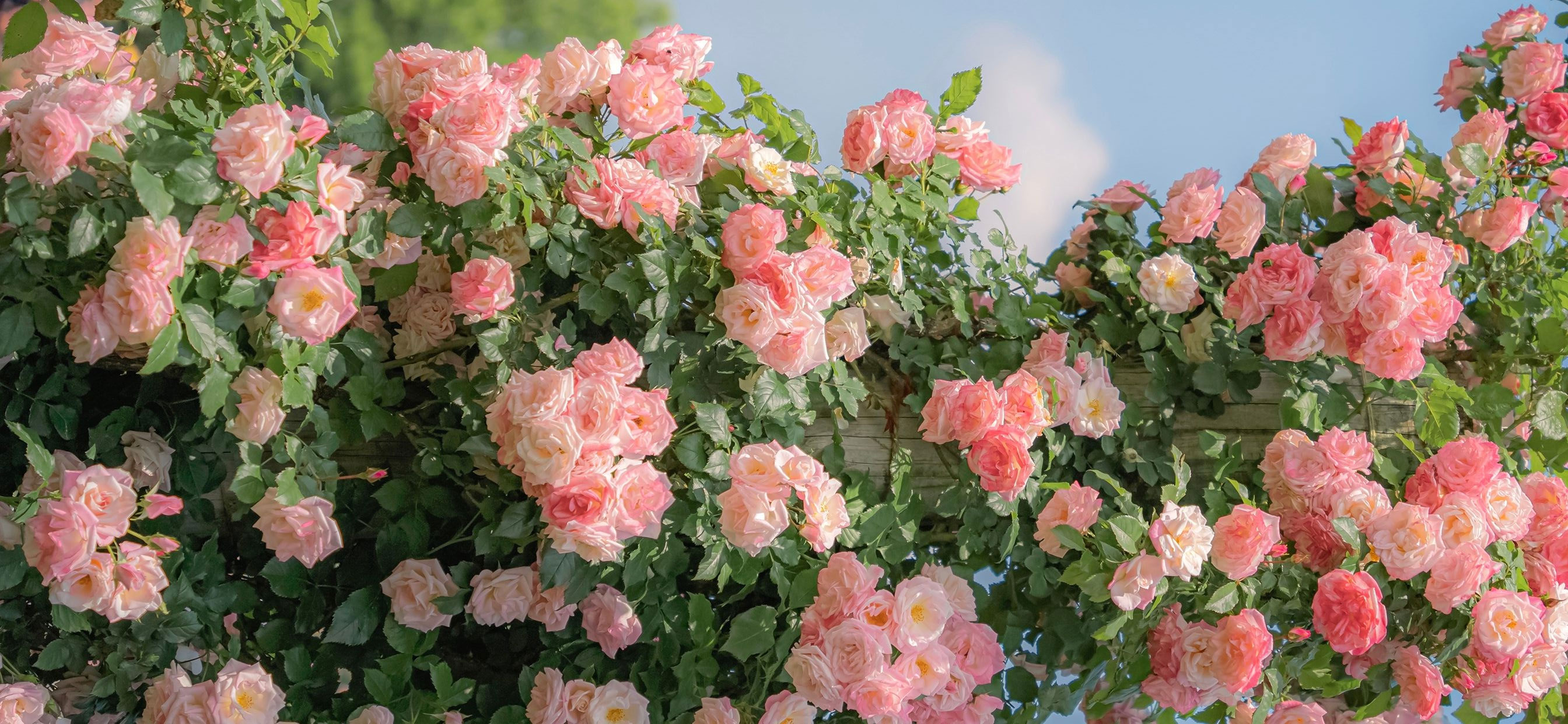 兴馨醒心的个人主页（封面预览） - 主页封面设置 - 站酷设计师兴馨醒心原创素材 - 站酷ZCOOL