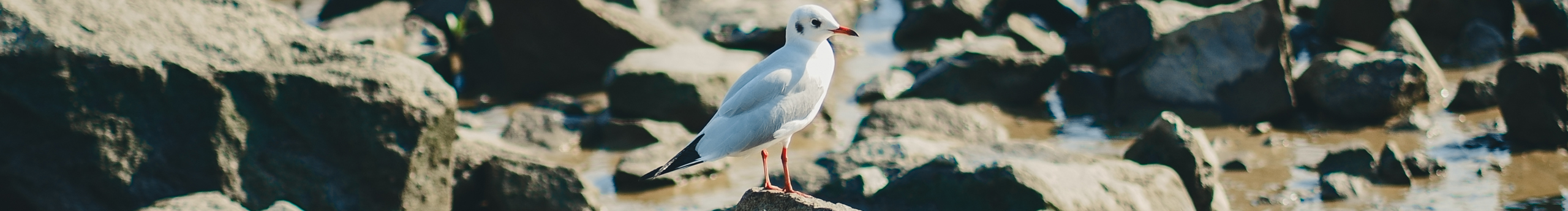 a丶kali的个人主页（封面预览） - 主页封面设置 - 站酷设计师a丶kali原创素材 - 站酷ZCOOL