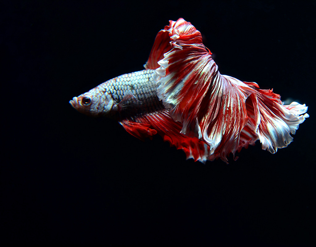 魔蝎東仔的個(gè)人主頁(yè)（封面預(yù)覽） - 主頁(yè)封面設(shè)置 - 站酷設(shè)計(jì)師魔蝎東仔原創(chuàng)素材 - 站酷ZCOOL