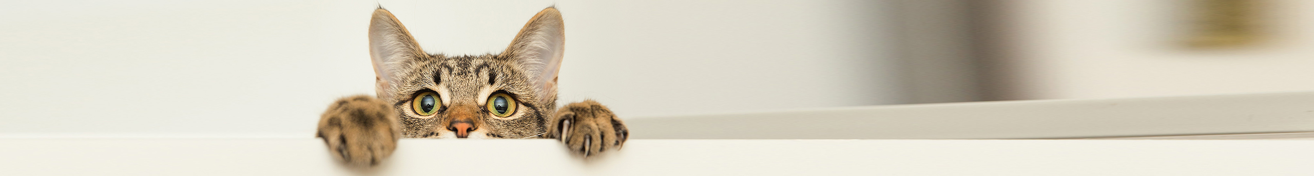 柳芽儿青的个人主页（封面预览） - 主页封面设置 - 站酷设计师柳芽儿青原创素材 - 站酷ZCOOL