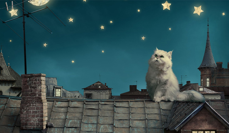 卷卷貓的個人主頁（封面預(yù)覽） - 主頁封面設(shè)置 - 站酷設(shè)計師卷卷貓原創(chuàng)素材 - 站酷ZCOOL