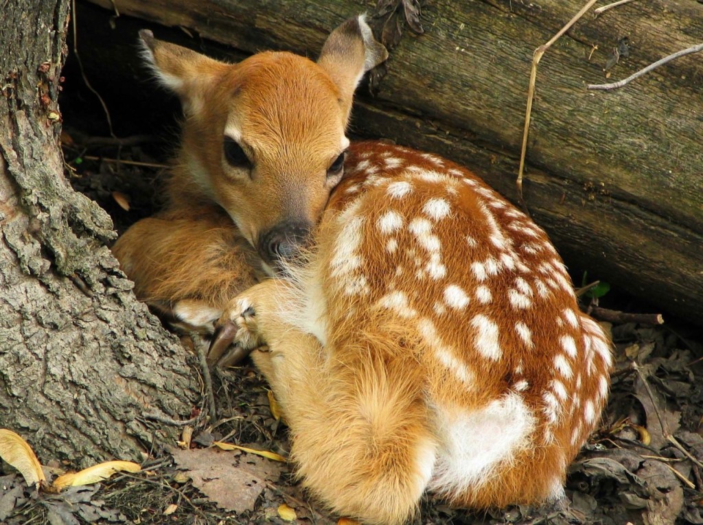 三文鱼干的个人主页（封面预览） - 主页封面设置 - 站酷设计师三文鱼干原创素材 - 站酷ZCOOL