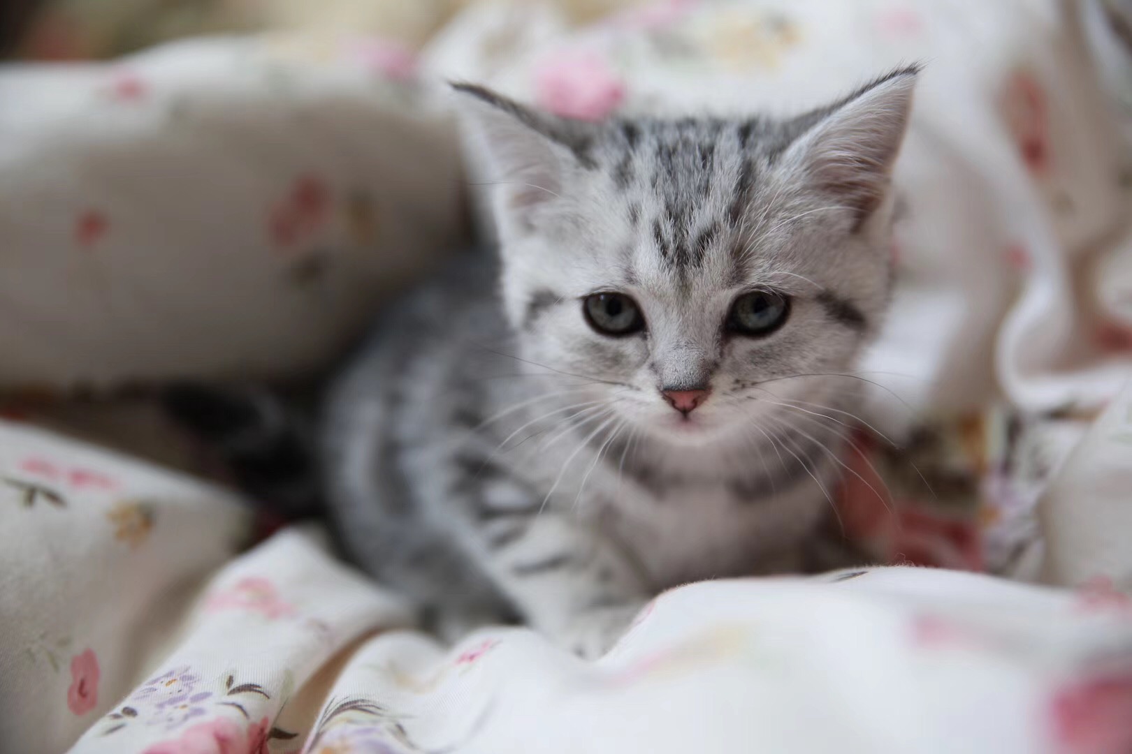 SHLANMENG的个人主页（封面预览） - 主页封面设置 - 站酷设计师SHLANMENG原创素材 - 站酷ZCOOL