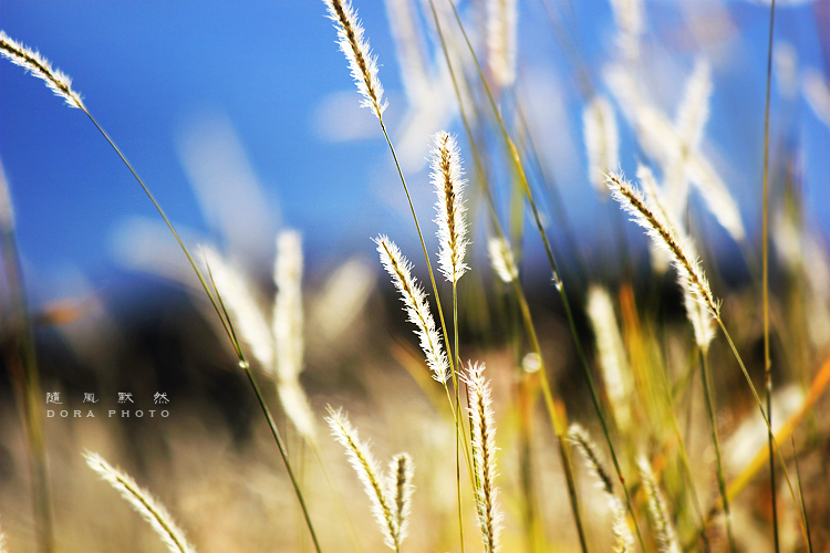 陌離棄的個(gè)人主頁（封面預(yù)覽） - 主頁封面設(shè)置 - 站酷設(shè)計(jì)師陌離棄原創(chuàng)素材 - 站酷ZCOOL