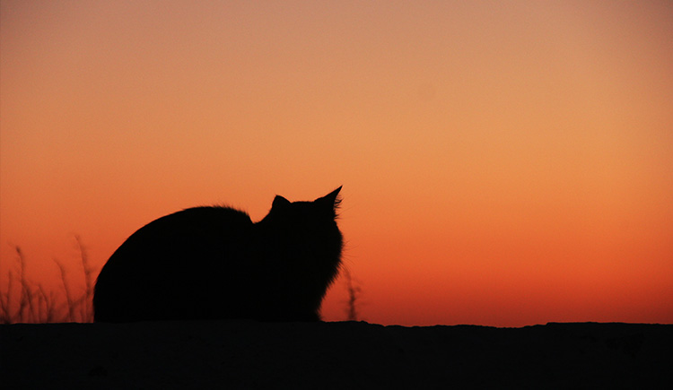 wszwz999的个人主页（封面预览） - 主页封面设置 - 站酷设计师wszwz999原创素材 - 站酷ZCOOL