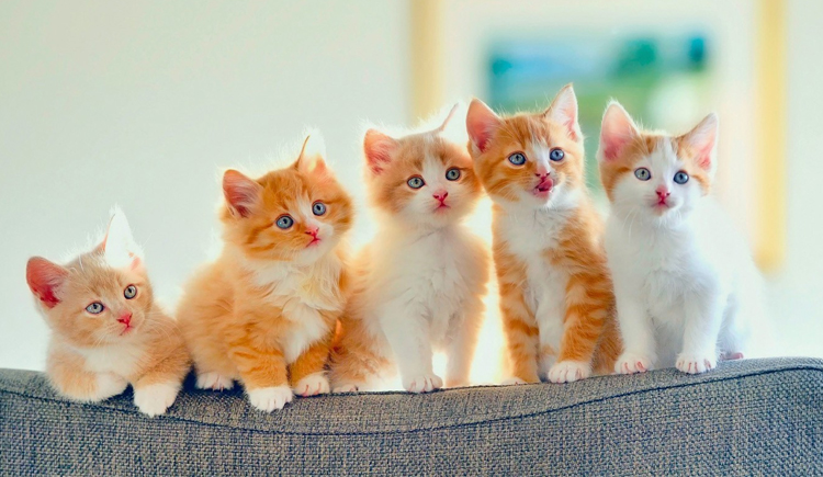 甜橙家的梦山空的个人主页（封面预览） - 主页封面设置 - 站酷设计师甜橙家的梦山空原创素材 - 站酷ZCOOL