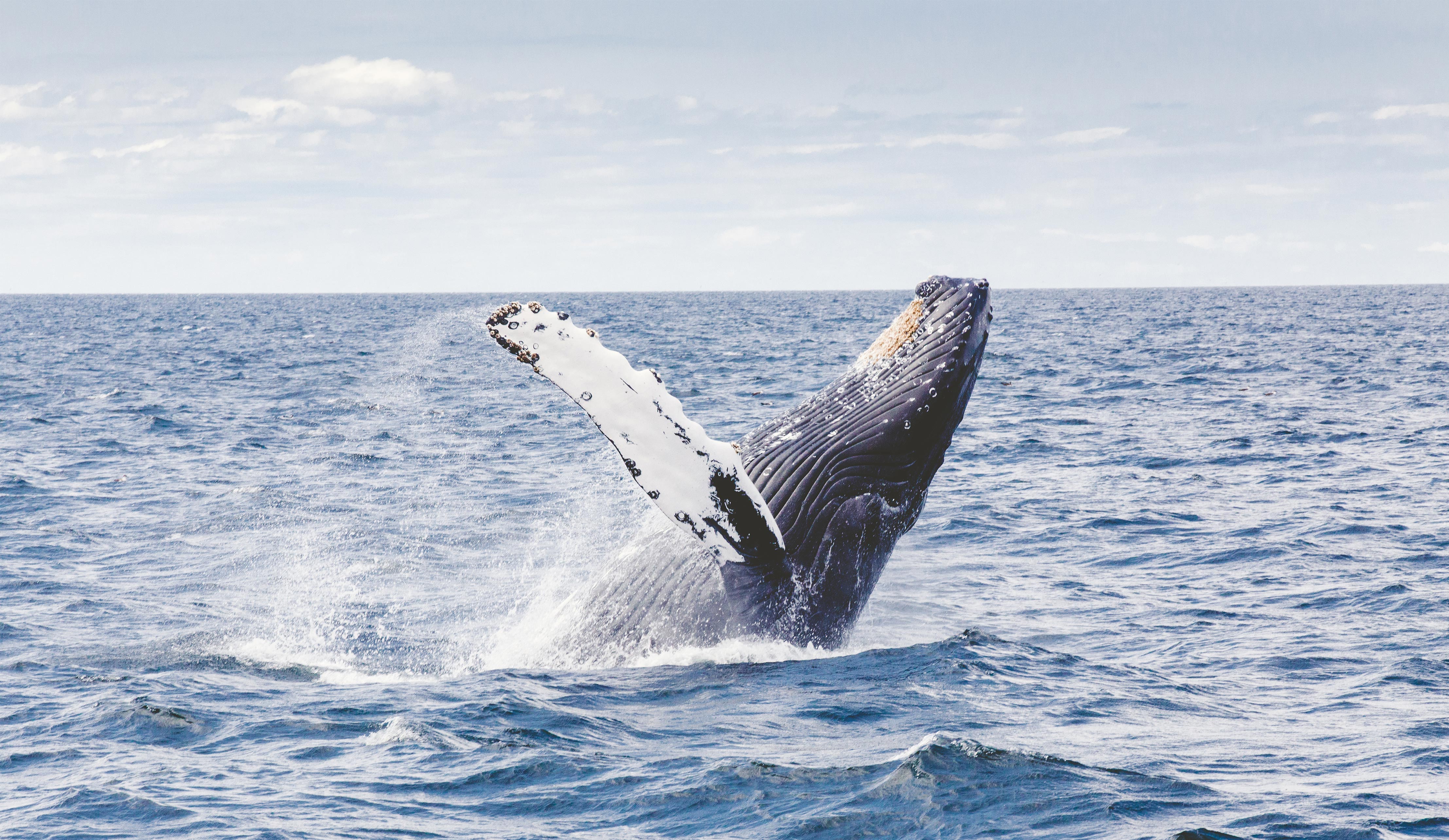小藥君的個(gè)人主頁（封面預(yù)覽） - 主頁封面設(shè)置 - 站酷設(shè)計(jì)師小藥君原創(chuàng)素材 - 站酷ZCOOL