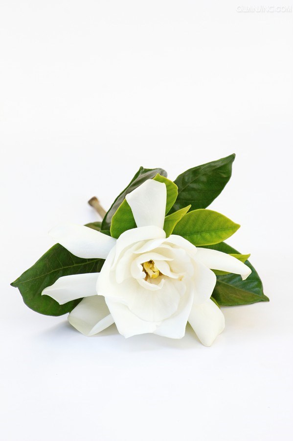 麦梵视觉的个人主页（封面预览） - 主页封面设置 - 站酷设计师麦梵视觉原创素材 - 站酷ZCOOL