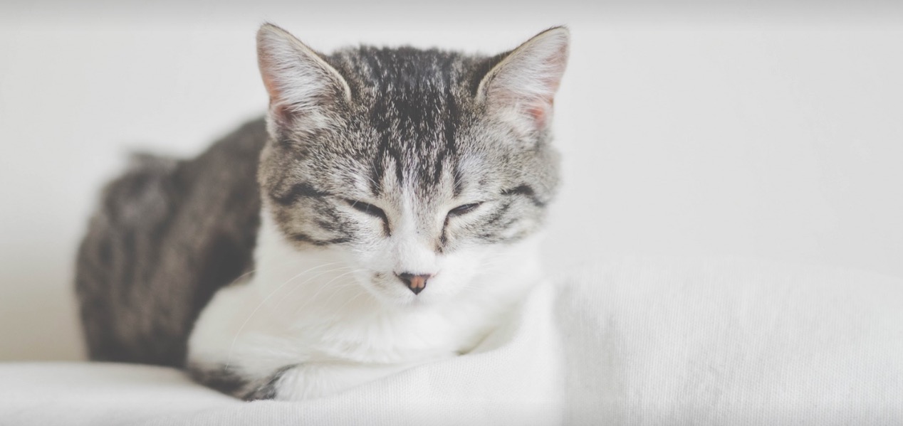 喵先森M的个人主页（封面预览） - 主页封面设置 - 站酷设计师喵先森M原创素材 - 站酷ZCOOL