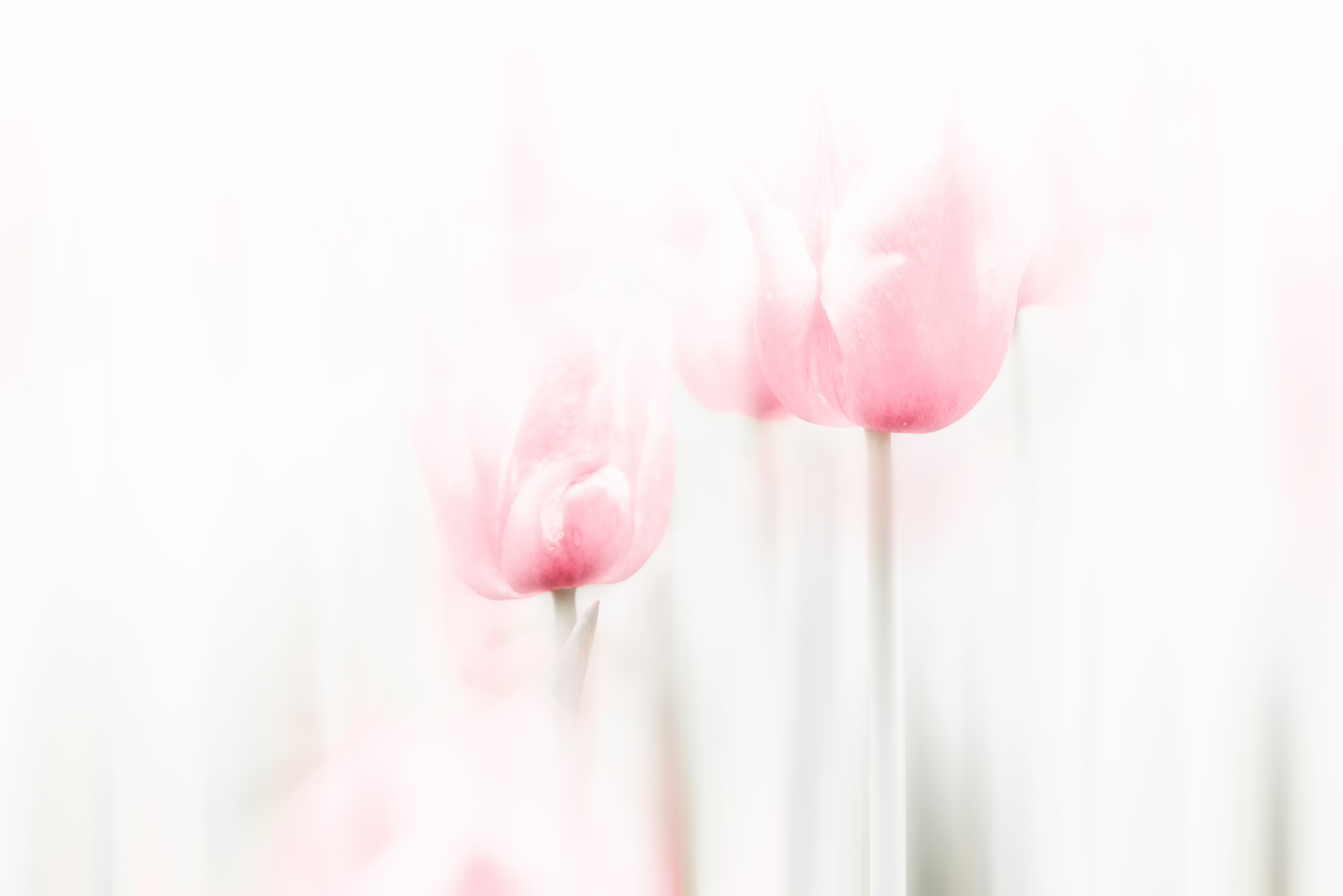 Babochka的个人主页（封面预览） - 主页封面设置 - 站酷设计师Babochka原创素材 - 站酷ZCOOL