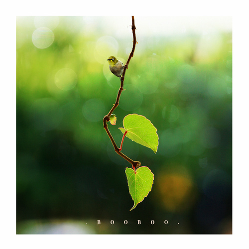 蚊小盛的个人主页（封面预览） - 主页封面设置 - 站酷设计师蚊小盛原创素材 - 站酷ZCOOL