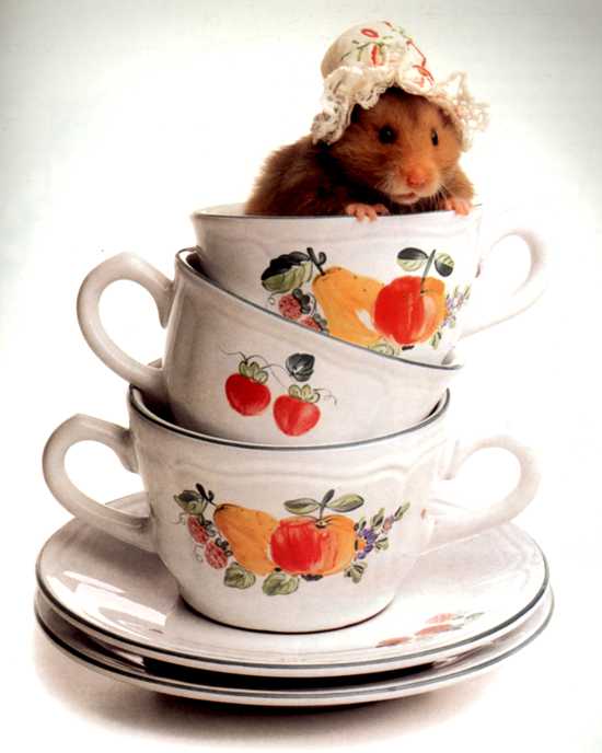 Fiore零的個人主頁（封面預(yù)覽） - 主頁封面設(shè)置 - 站酷設(shè)計(jì)師Fiore零原創(chuàng)素材 - 站酷ZCOOL