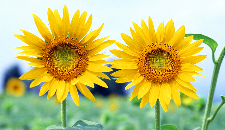 曾小墨的个人主页（封面预览） - 主页封面设置 - 站酷设计师曾小墨原创素材 - 站酷ZCOOL