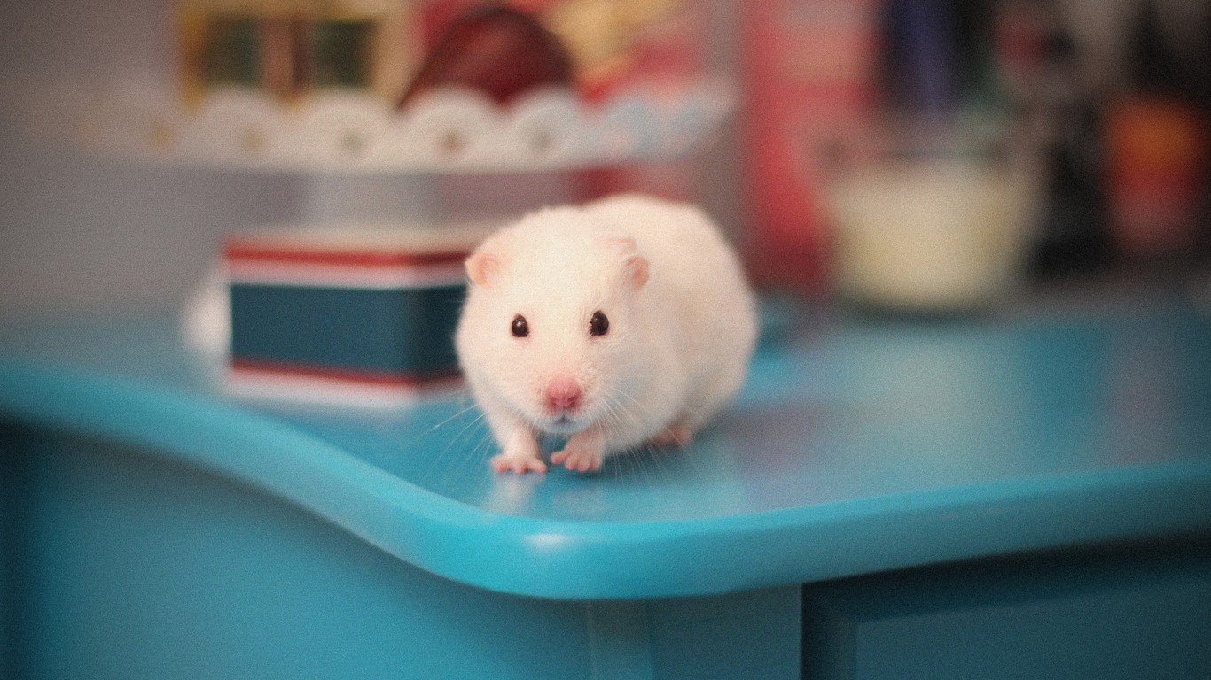 mint_mango的个人主页（封面预览） - 主页封面设置 - 站酷设计师mint_mango原创素材 - 站酷ZCOOL