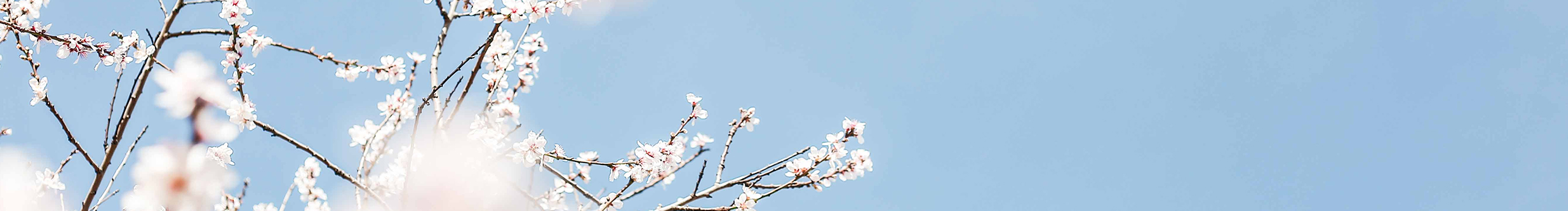 荷花池中的莲的个人主页（封面预览） - 主页封面设置 - 站酷设计师荷花池中的莲原创素材 - 站酷ZCOOL