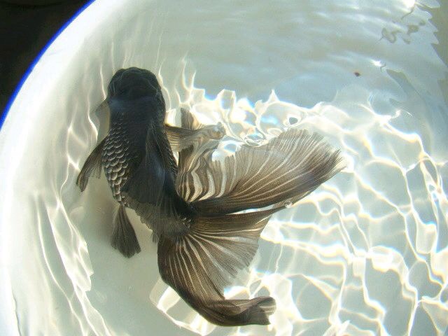 大馬士革的個人主頁（封面預(yù)覽） - 主頁封面設(shè)置 - 站酷設(shè)計師大馬士革原創(chuàng)素材 - 站酷ZCOOL