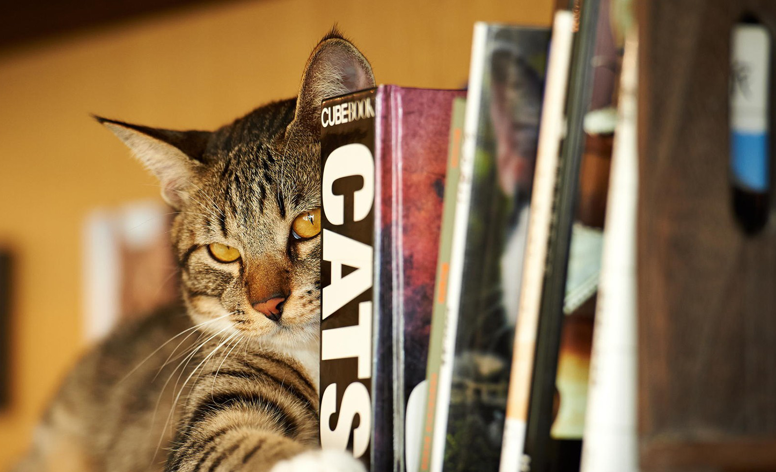 鋼鐵直男小黑哥的個人主頁（封面預(yù)覽） - 主頁封面設(shè)置 - 站酷設(shè)計師鋼鐵直男小黑哥原創(chuàng)素材 - 站酷ZCOOL