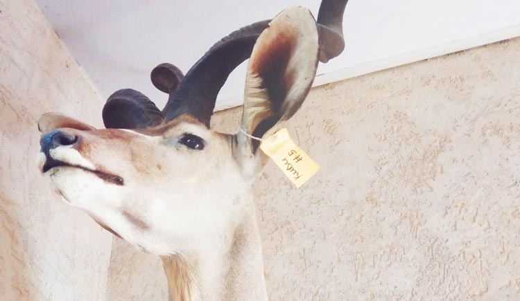 兆兆羊的个人主页（封面预览） - 主页封面设置 - 站酷设计师兆兆羊原创素材 - 站酷ZCOOL