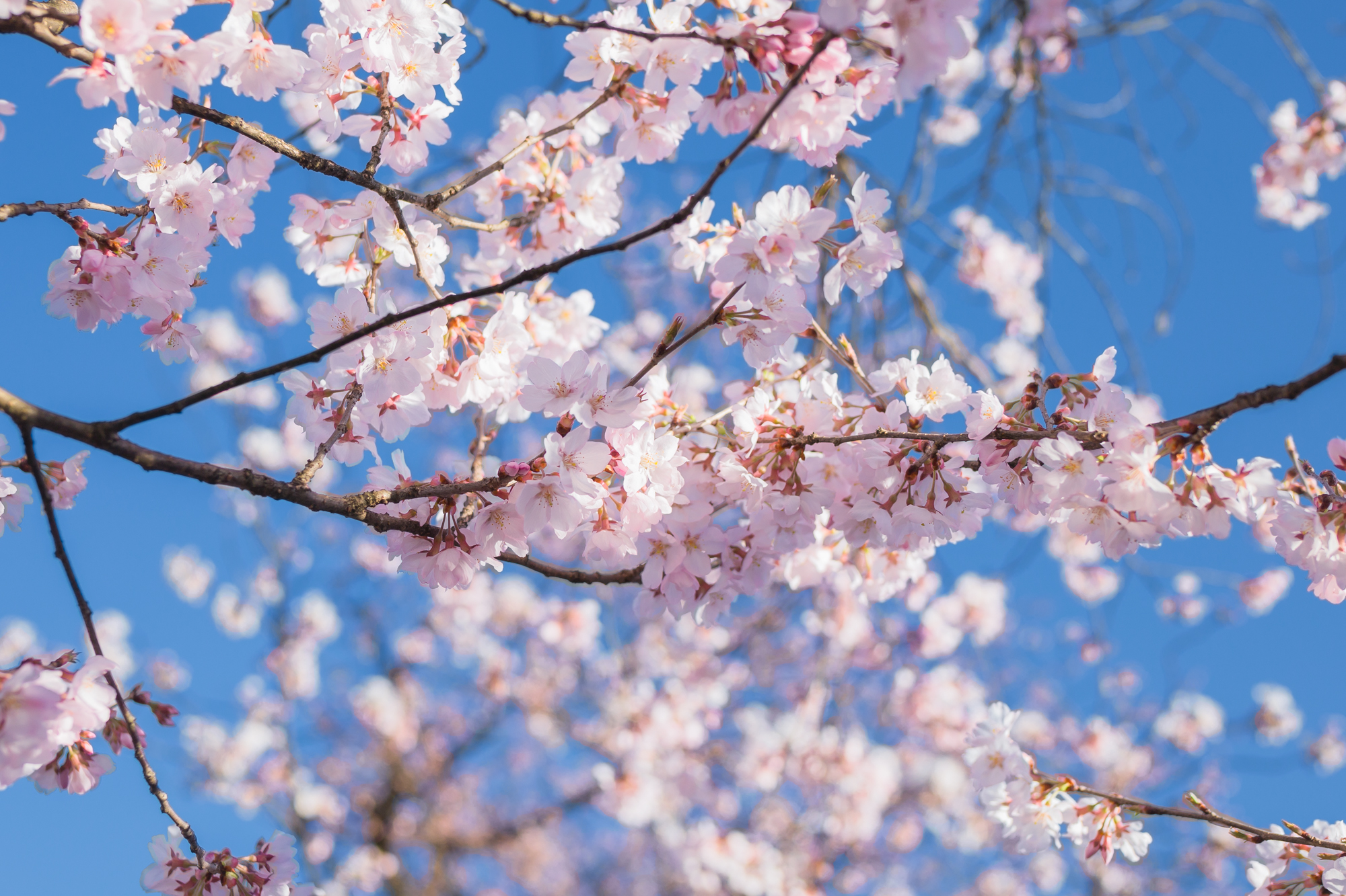 vivi.Cheung的个人主页（封面预览） - 主页封面设置 - 站酷设计师vivi.Cheung原创素材 - 站酷ZCOOL