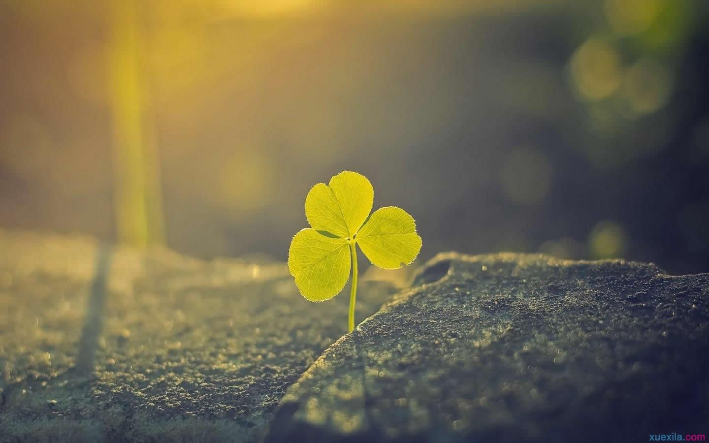 ai雪1988的个人主页（封面预览） - 主页封面设置 - 站酷设计师ai雪1988原创素材 - 站酷ZCOOL