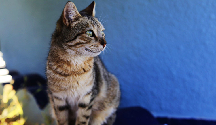 viko77的個人主頁（封面預覽） - 主頁封面設置 - 站酷設計師viko77原創(chuàng)素材 - 站酷ZCOOL