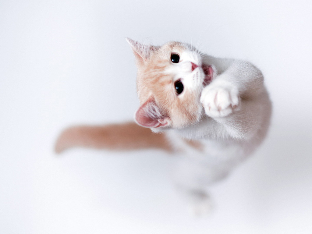 那颗葱的个人主页（封面预览） - 主页封面设置 - 站酷设计师那颗葱原创素材 - 站酷ZCOOL