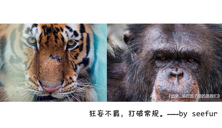 seefur的個人主頁（封面預覽） - 主頁封面設置 - 站酷設計師seefur原創(chuàng)素材 - 站酷ZCOOL