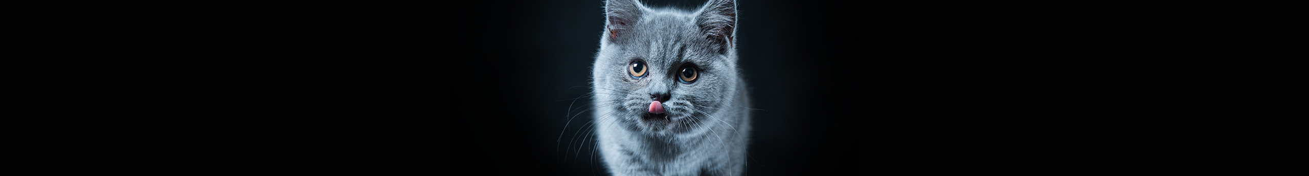 憤怒的貓步的個(gè)人主頁(yè)（封面預(yù)覽） - 主頁(yè)封面設(shè)置 - 站酷設(shè)計(jì)師憤怒的貓步原創(chuàng)素材 - 站酷ZCOOL