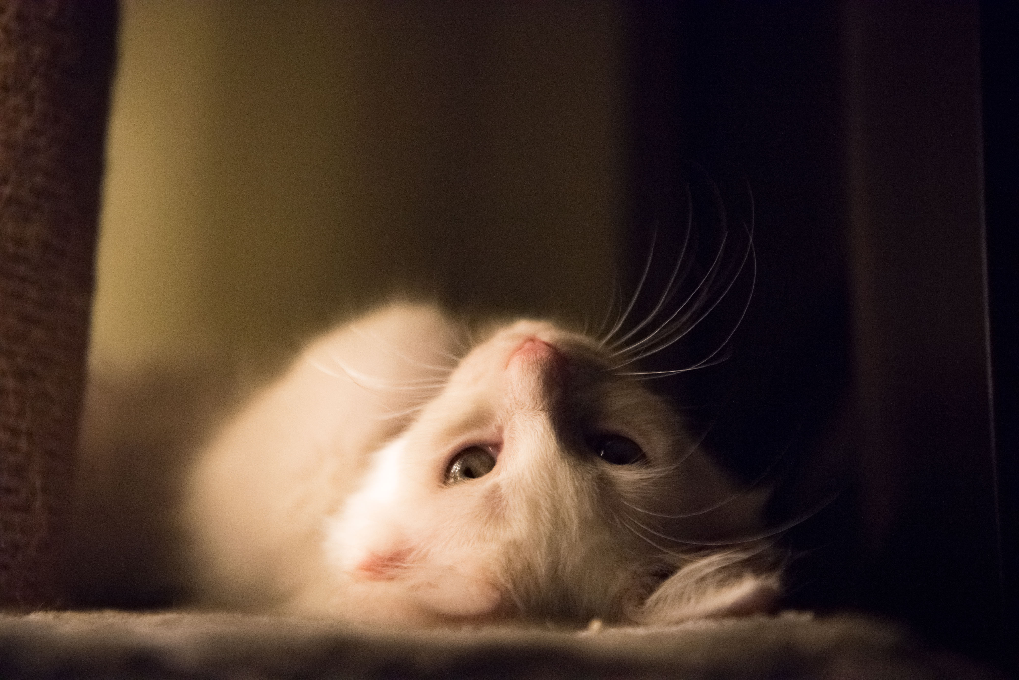 L大仙呀的个人主页（封面预览） - 主页封面设置 - 站酷设计师L大仙呀原创素材 - 站酷ZCOOL